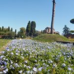 Image of Flowers on Palatine Hill, Rome